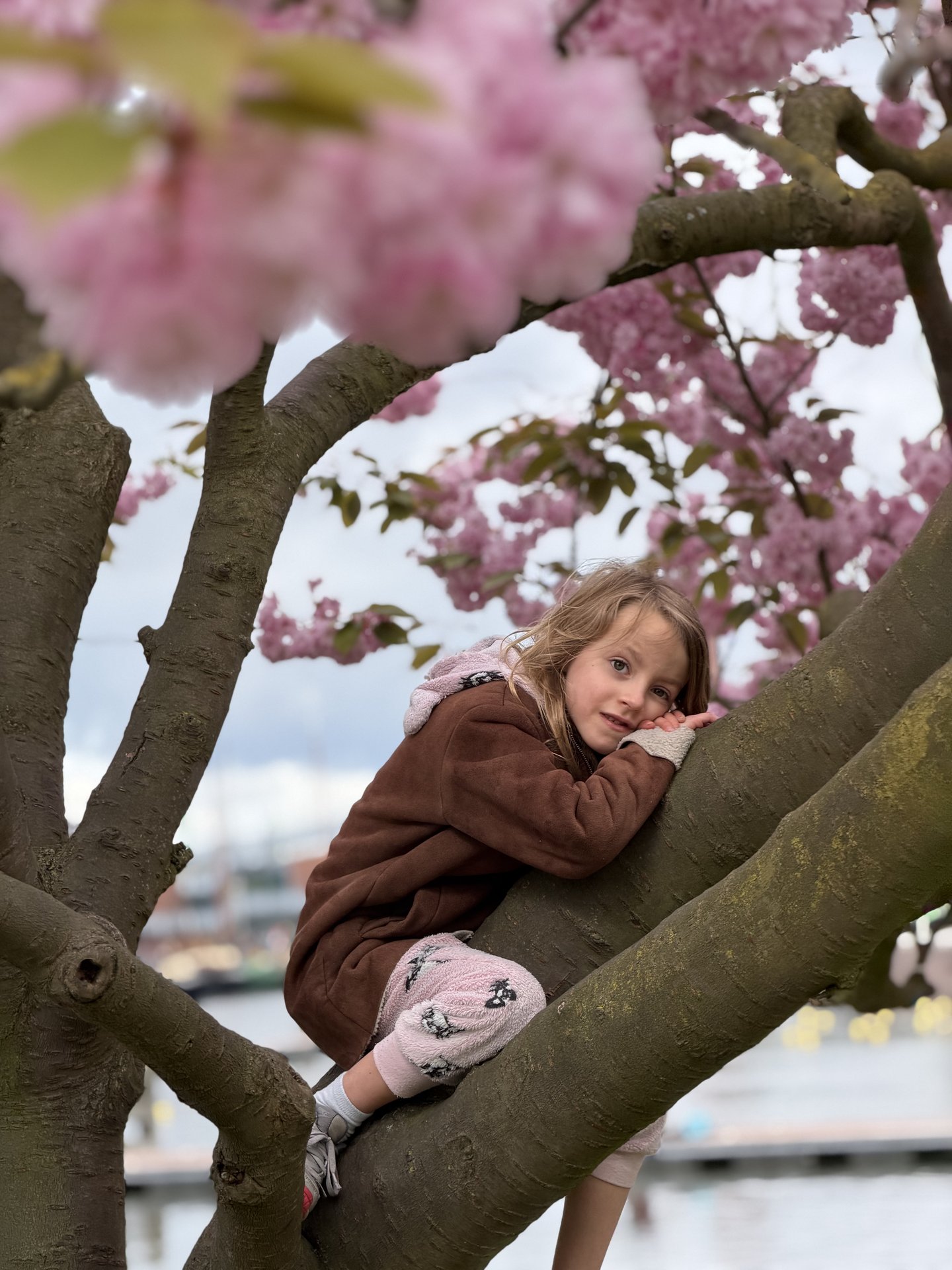 A young child in a brown jacket and pink pants is comfortably nestled in the branches of a cherry blossom tree, looking directly at the camera